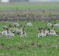 Pink-footed Goose