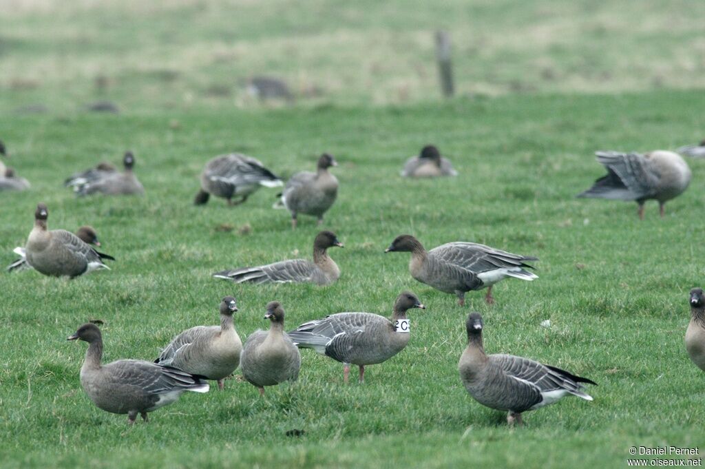 Pink-footed Gooseadult post breeding, identification