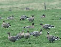 Pink-footed Goose