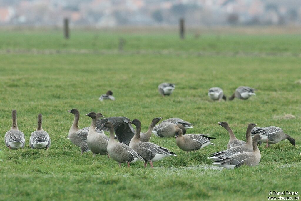 Pink-footed Gooseadult post breeding, identification