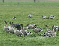 Pink-footed Goose