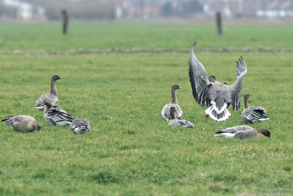 Pink-footed Gooseadult post breeding, identification