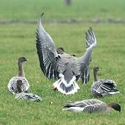 Pink-footed Goose