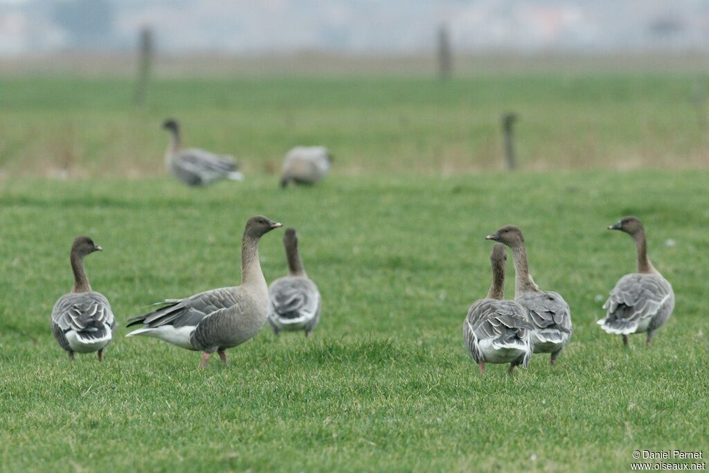 Pink-footed Gooseadult post breeding, identification