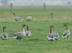 Pink-footed Goose