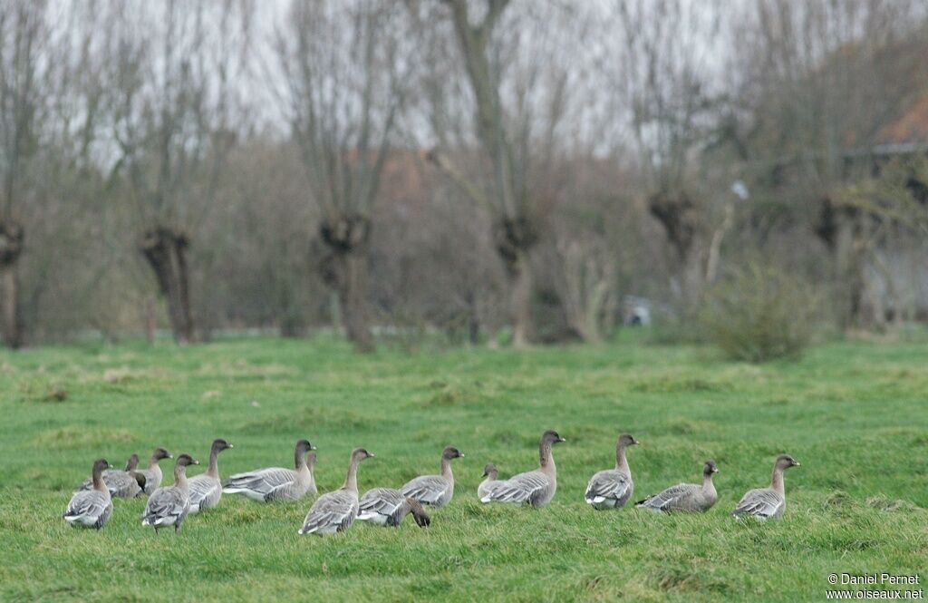 Pink-footed Gooseadult post breeding, identification