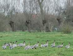 Pink-footed Goose