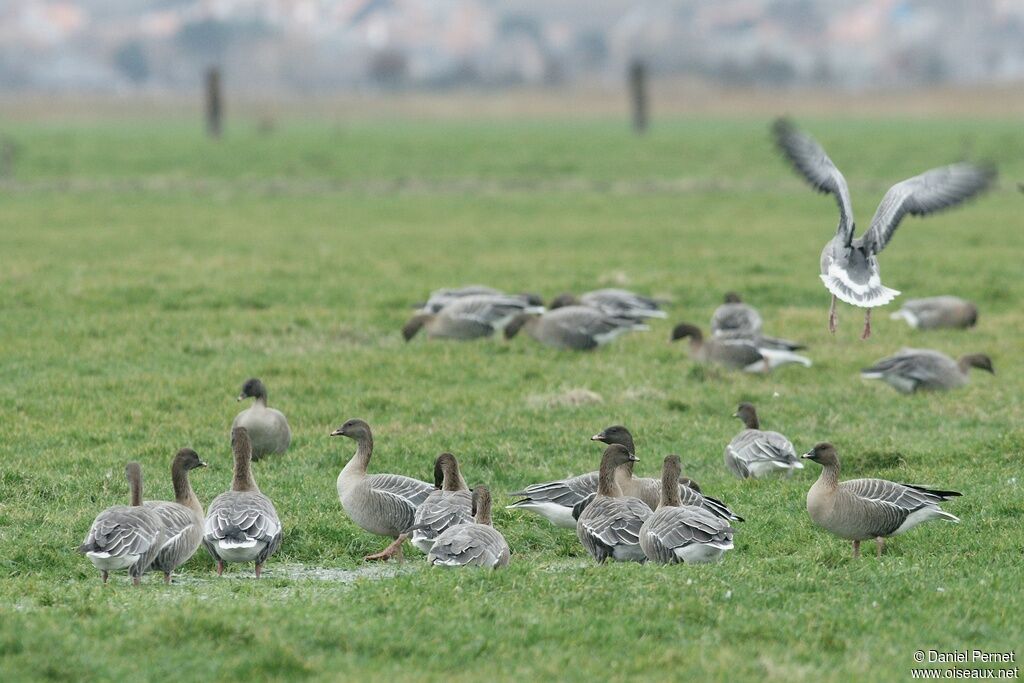 Pink-footed Gooseadult post breeding, identification