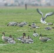 Pink-footed Goose