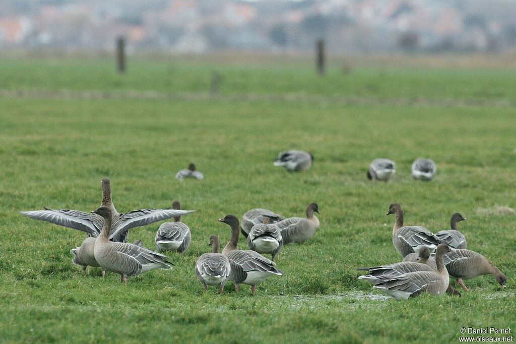 Pink-footed Gooseadult post breeding, identification