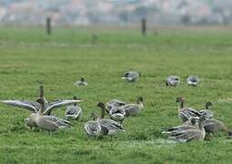 Pink-footed Goose