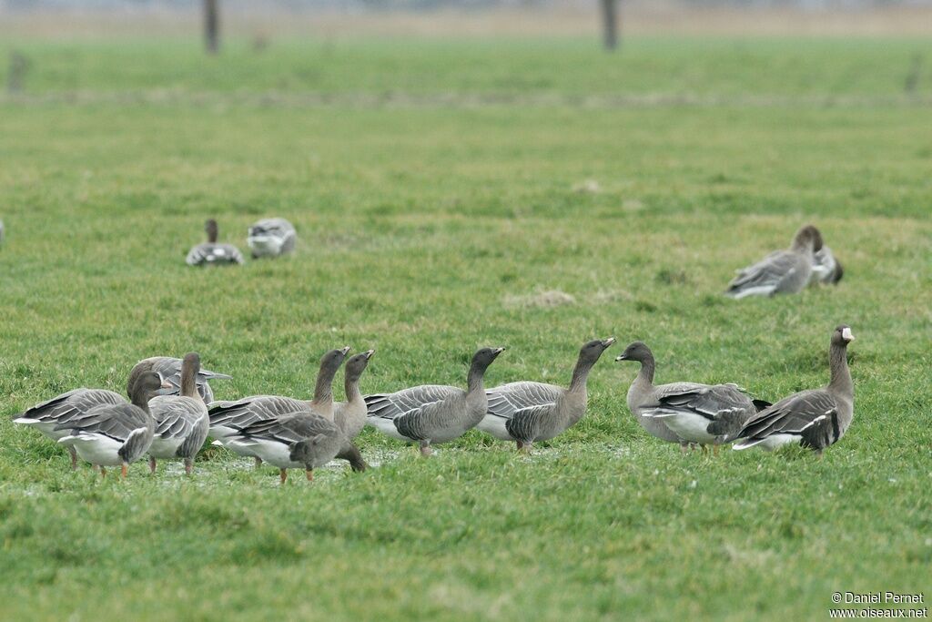 Pink-footed Gooseadult post breeding, identification