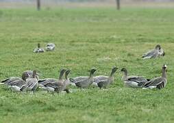 Pink-footed Goose