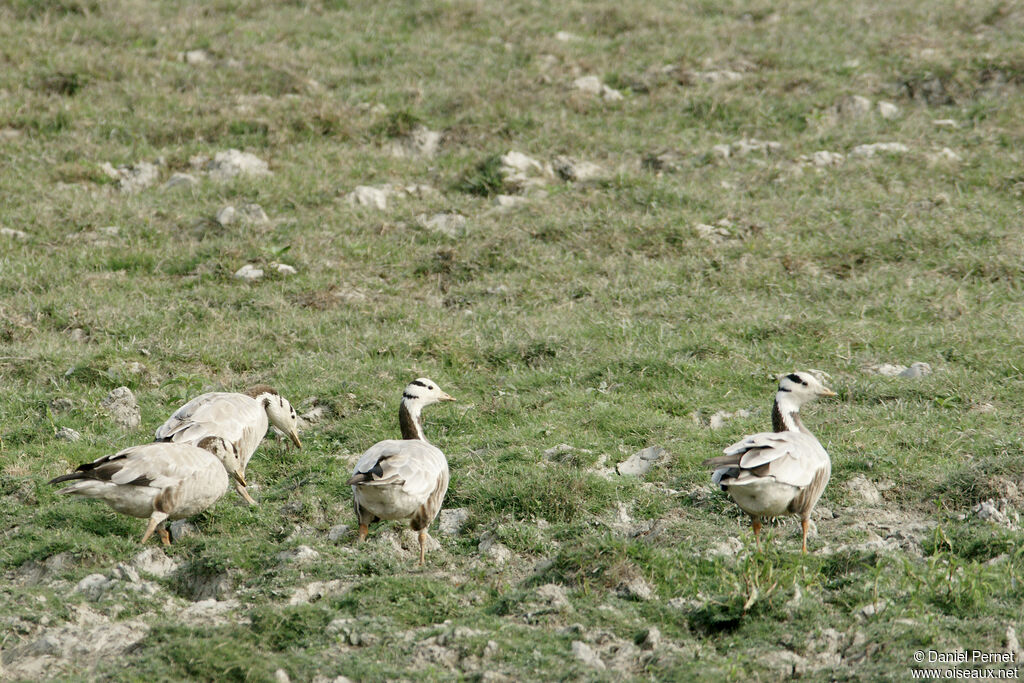 Oie à tête barréeadulte, habitat, marche, mange