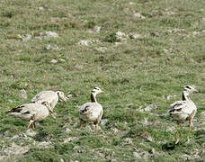 Bar-headed Goose