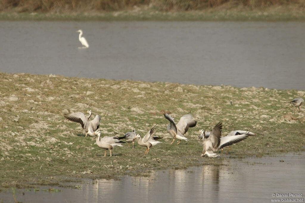 Oie à tête barréeadulte, habitat, marche