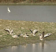 Bar-headed Goose