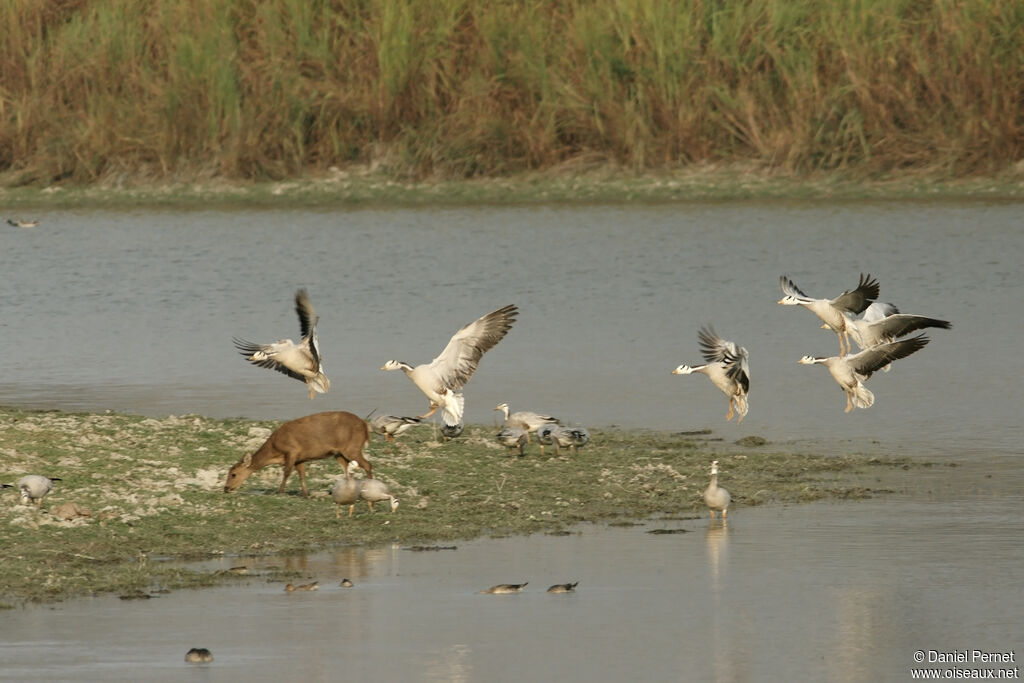 Bar-headed Gooseadult, habitat, Flight