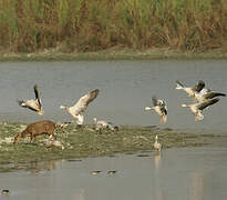 Bar-headed Goose