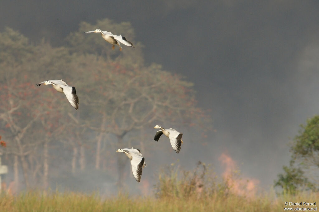 Bar-headed Gooseadult, Flight