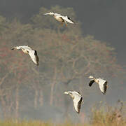 Bar-headed Goose