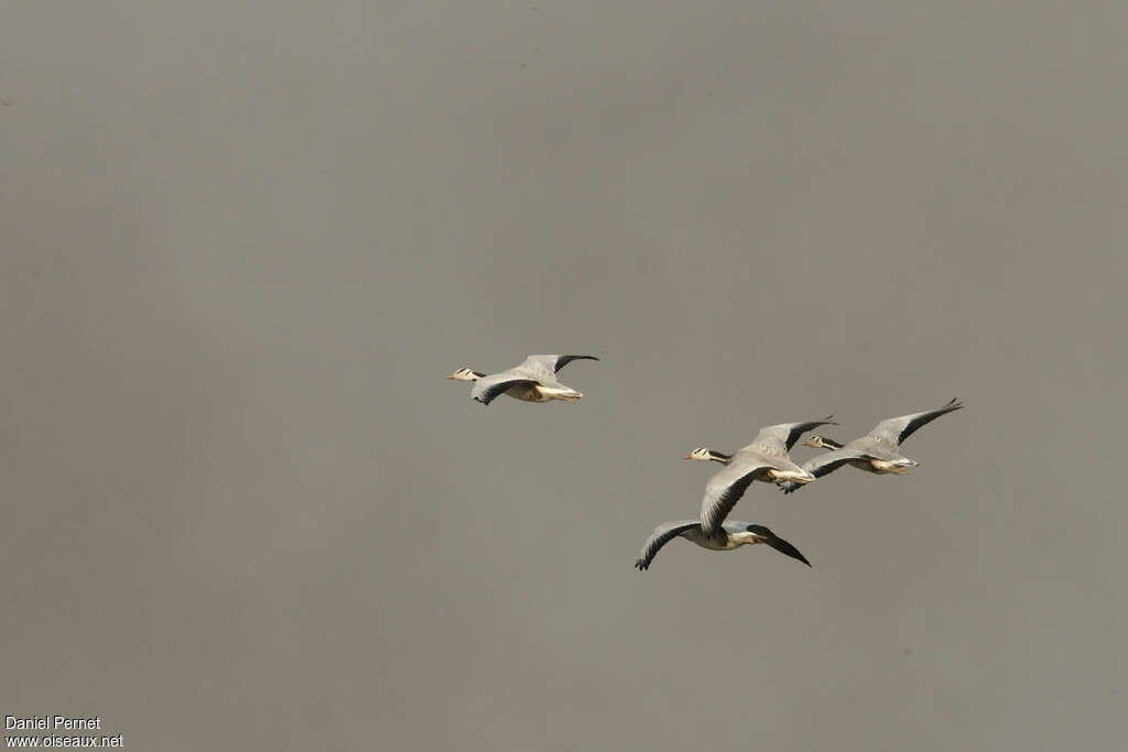 Bar-headed Gooseadult, Flight