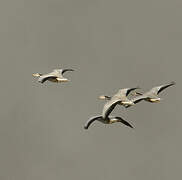 Bar-headed Goose