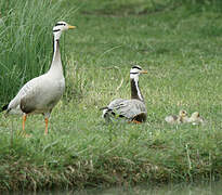 Bar-headed Goose