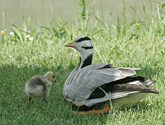 Bar-headed Goose