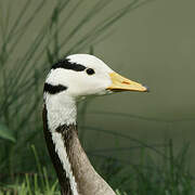 Bar-headed Goose