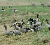 Greylag Goose