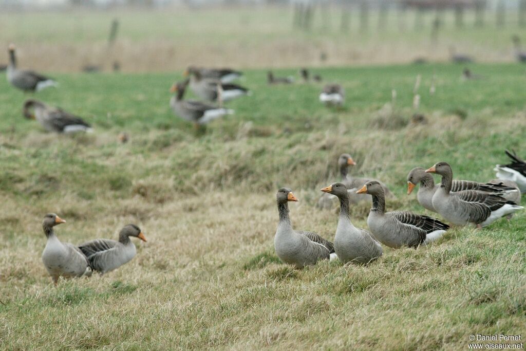 Greylag Gooseadult post breeding, identification