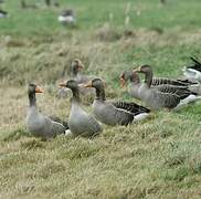 Greylag Goose