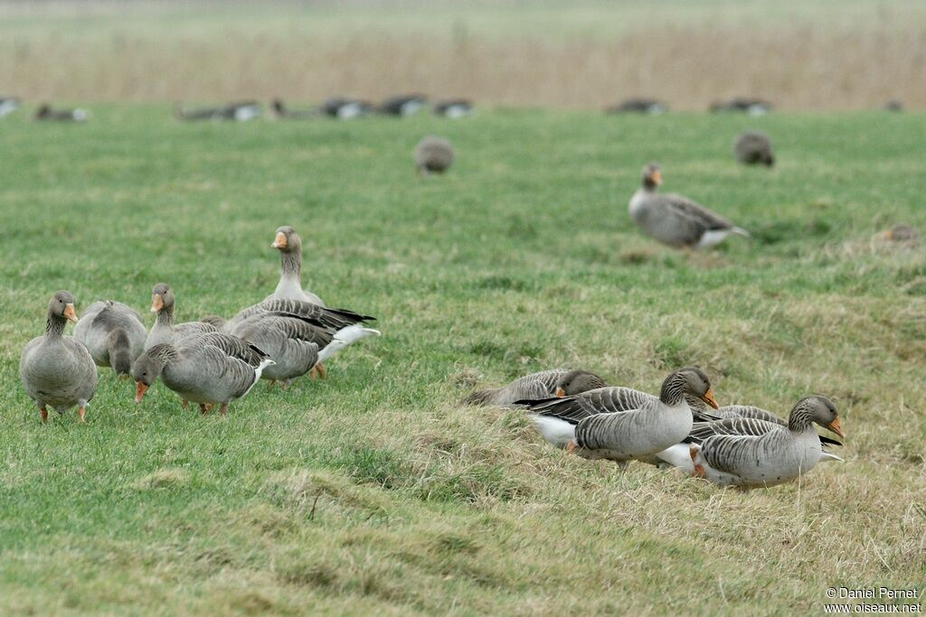 Greylag Gooseadult post breeding, identification