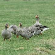 Greylag Goose