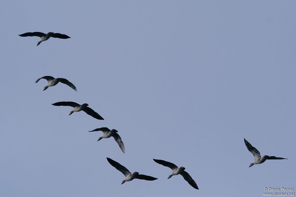 Greylag Gooseadult post breeding, Flight