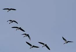 Greylag Goose