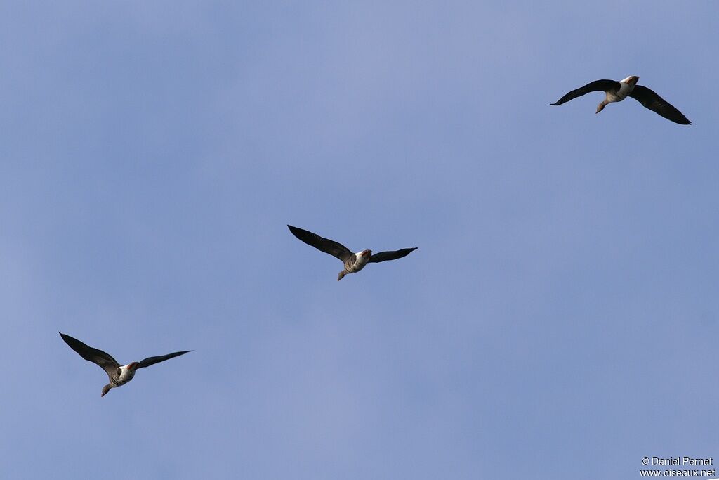 Greylag Gooseadult post breeding, Flight