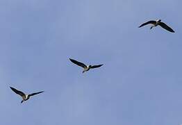 Greylag Goose