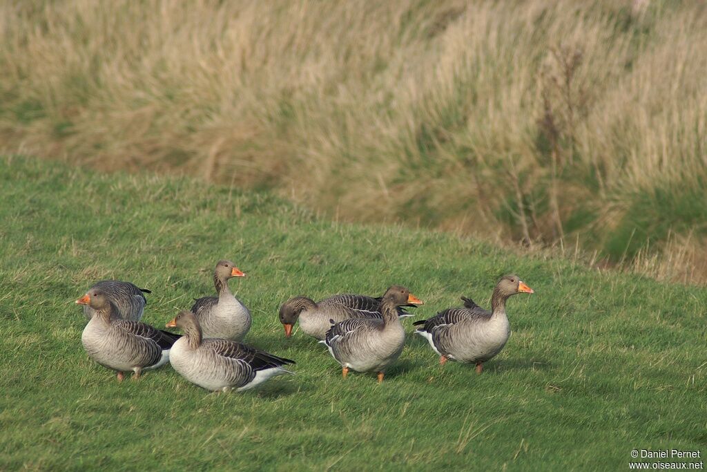 Greylag Gooseadult post breeding, identification