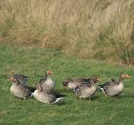 Greylag Goose