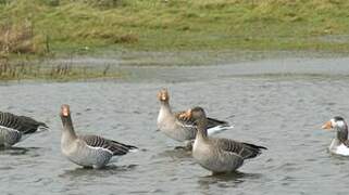 Greylag Goose