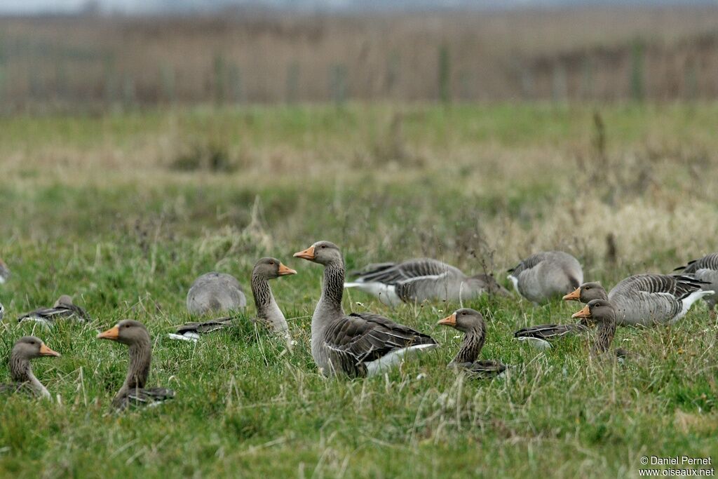 Greylag Gooseadult post breeding, identification