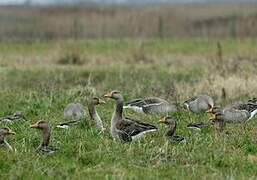 Greylag Goose