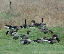 Greylag Goose