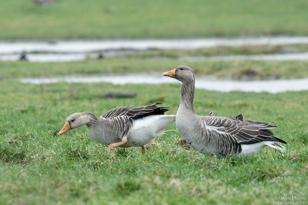 Greylag Gooseadult post breeding, identification