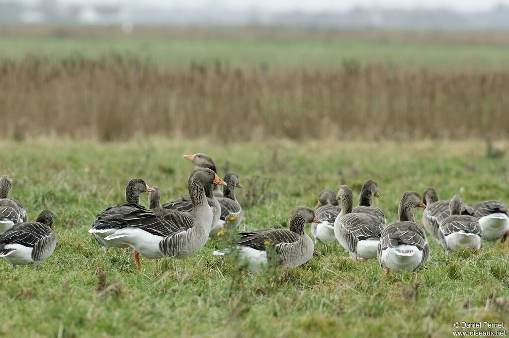 Greylag Gooseadult post breeding, identification