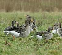 Greylag Goose