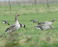 Greylag Goose