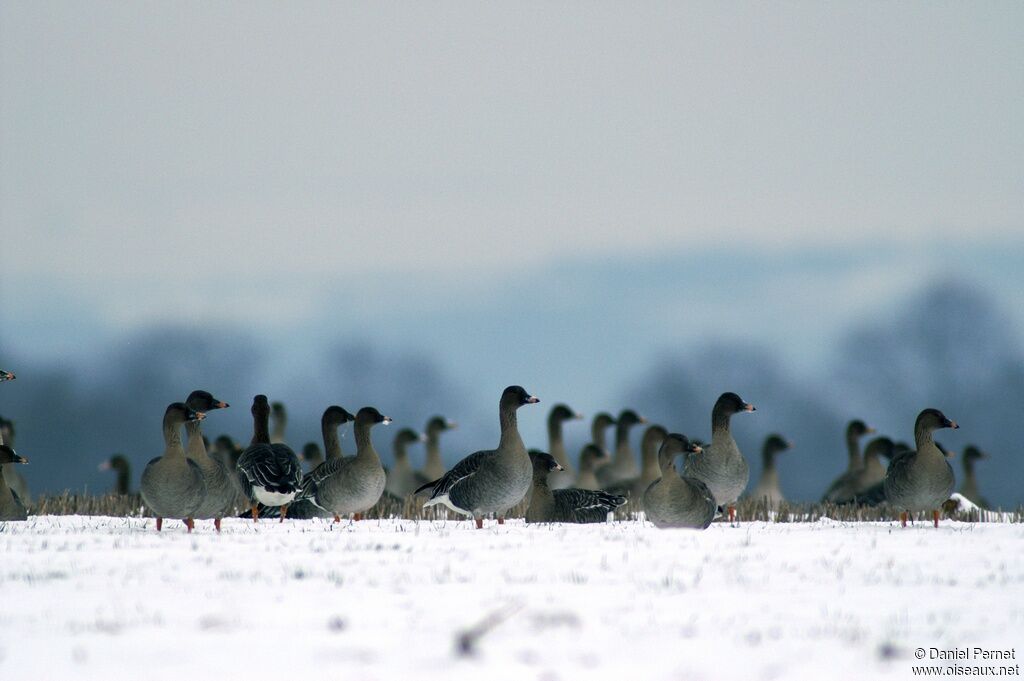 Taiga Bean Gooseadult post breeding, identification